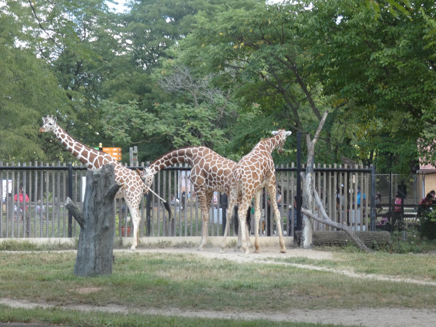 Habitat Africa, Giraffe Feeding