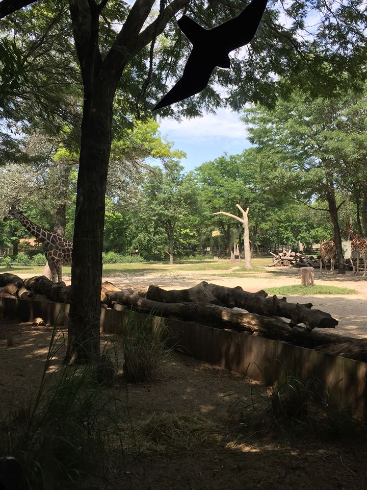 Habitat Africa- Giraffe