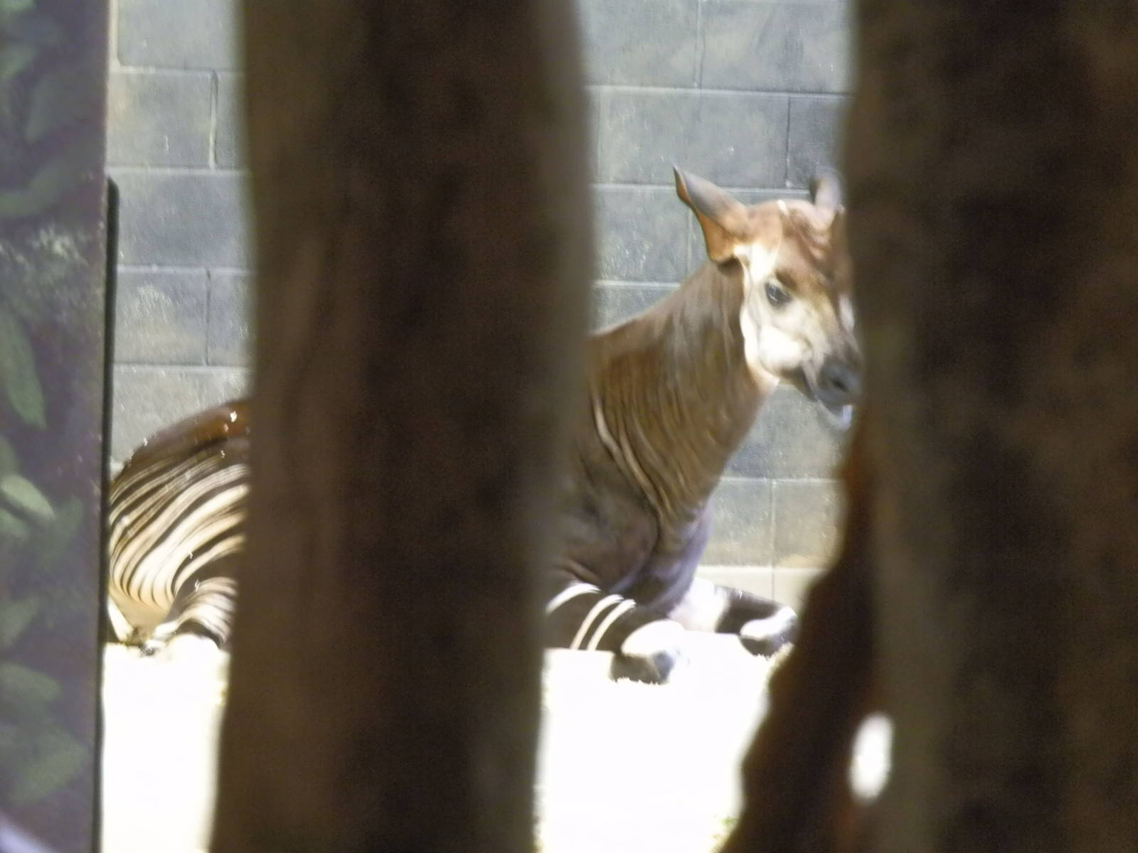 Habitat Africa!- Okapi