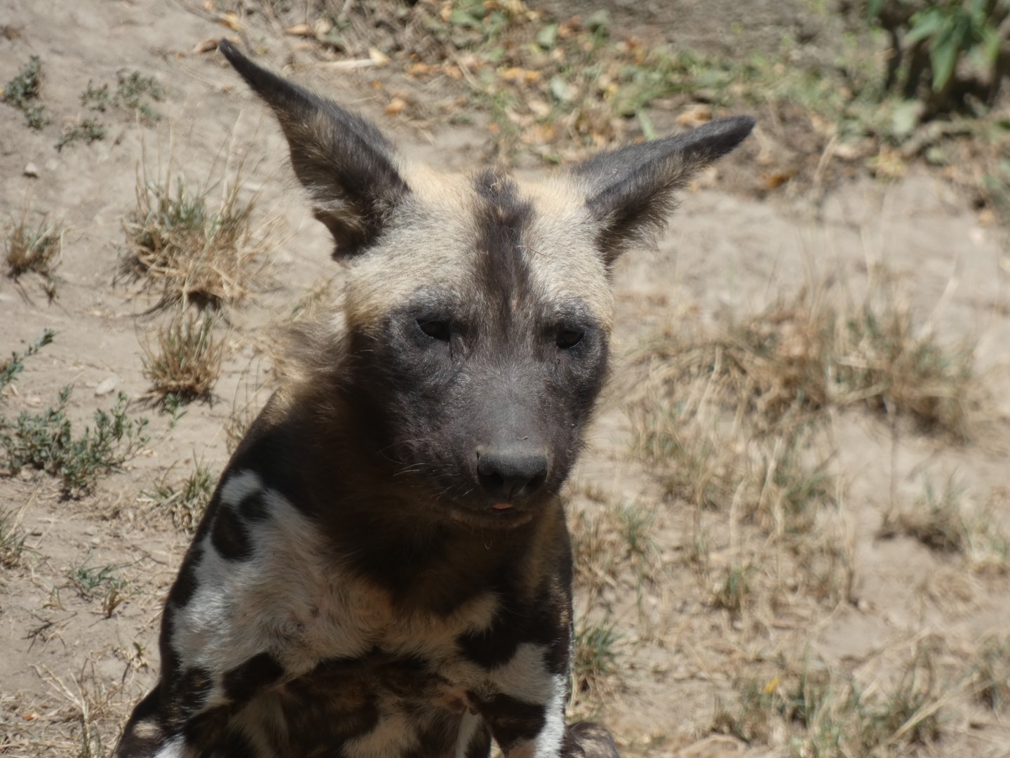 Habitat Africa, Painted Dog Puppy