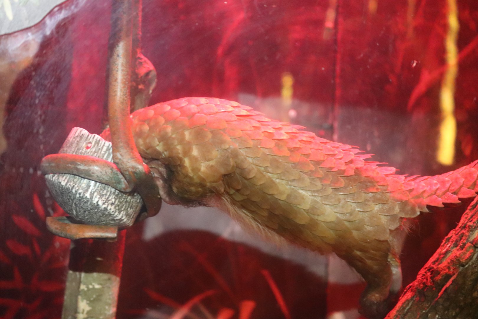 Habitat Africa! The Forest - African White-Bellied Tree Pangolin Chowin' Down