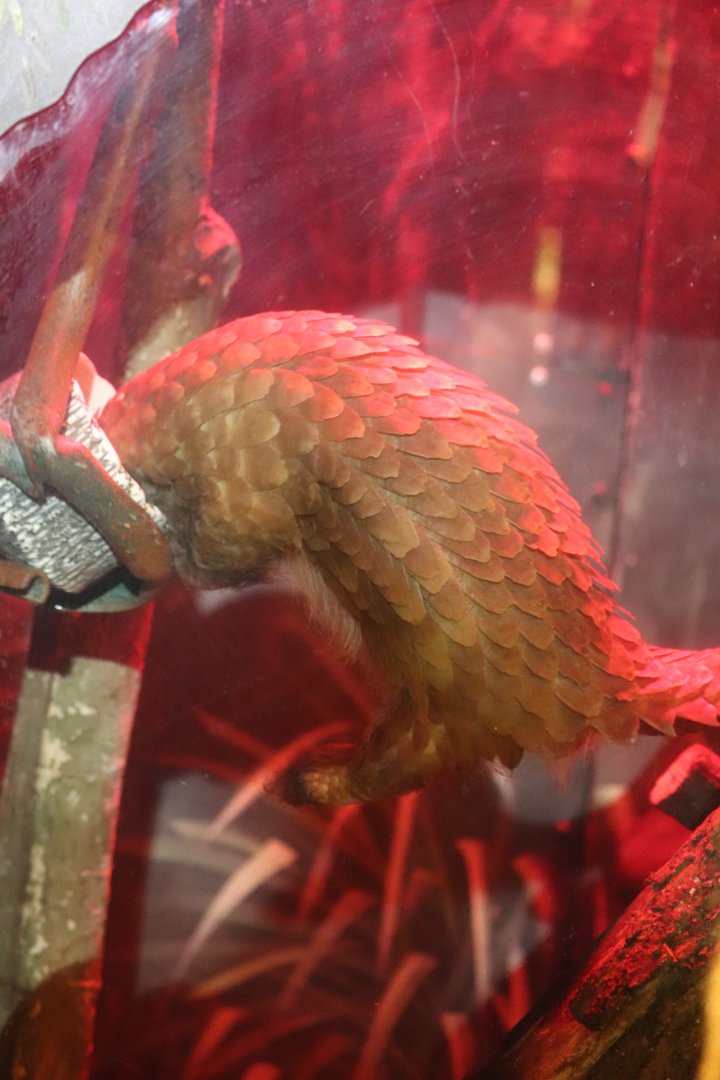 Habitat Africa! The Forest - African White-Bellied Tree Pangolin Chowin' Down