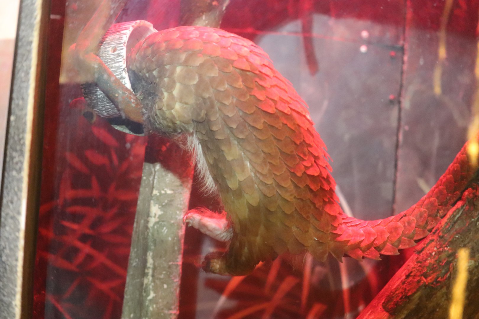 Habitat Africa! The Forest - African White-Bellied Tree Pangolin Chowin' Down