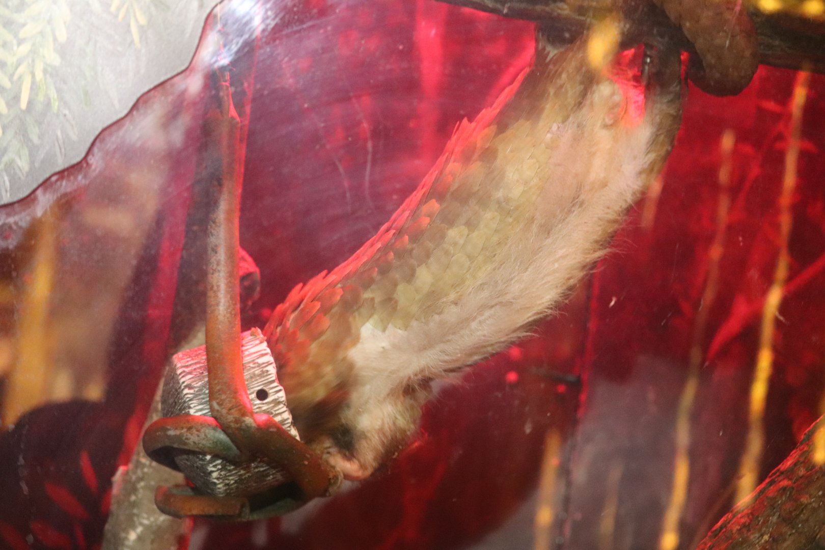 Habitat Africa! The Forest - African White-Bellied Tree Pangolin Chowin' Down