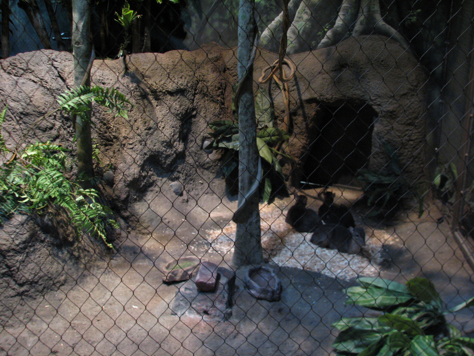 Habitat Africa! The Forest - Blue Duiker Exhibit