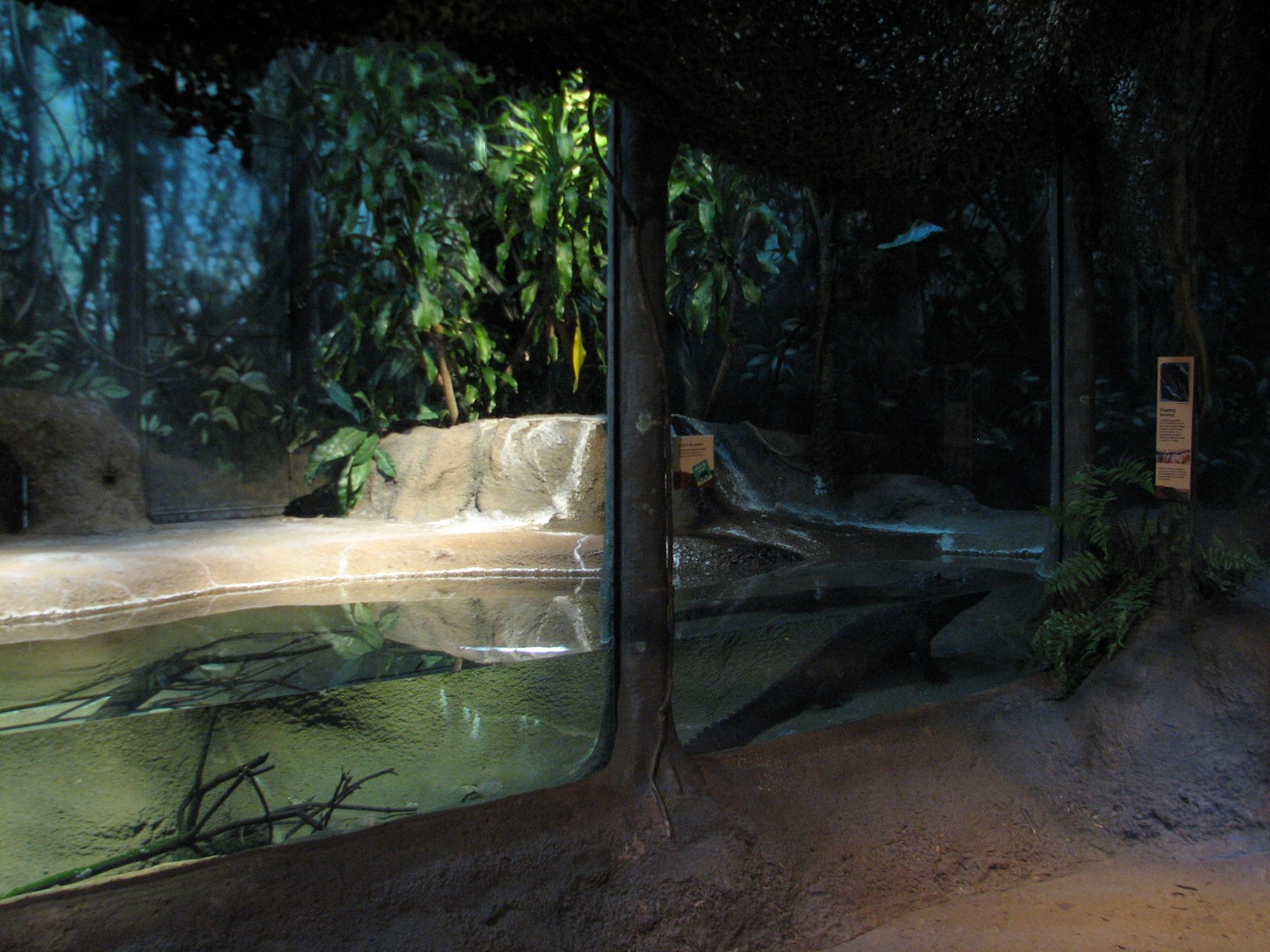 Habitat Africa! The Forest - Dwarf Crocodile Exhibit