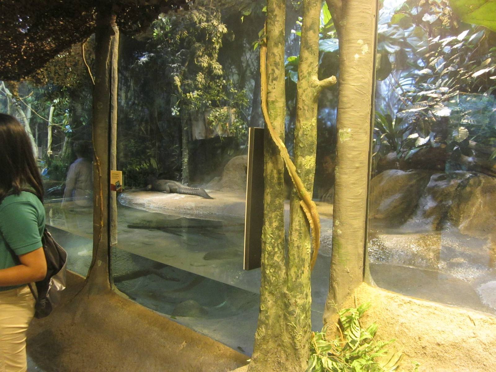 Habitat Africa! The Forest - Dwarf Crocodile Exhibit