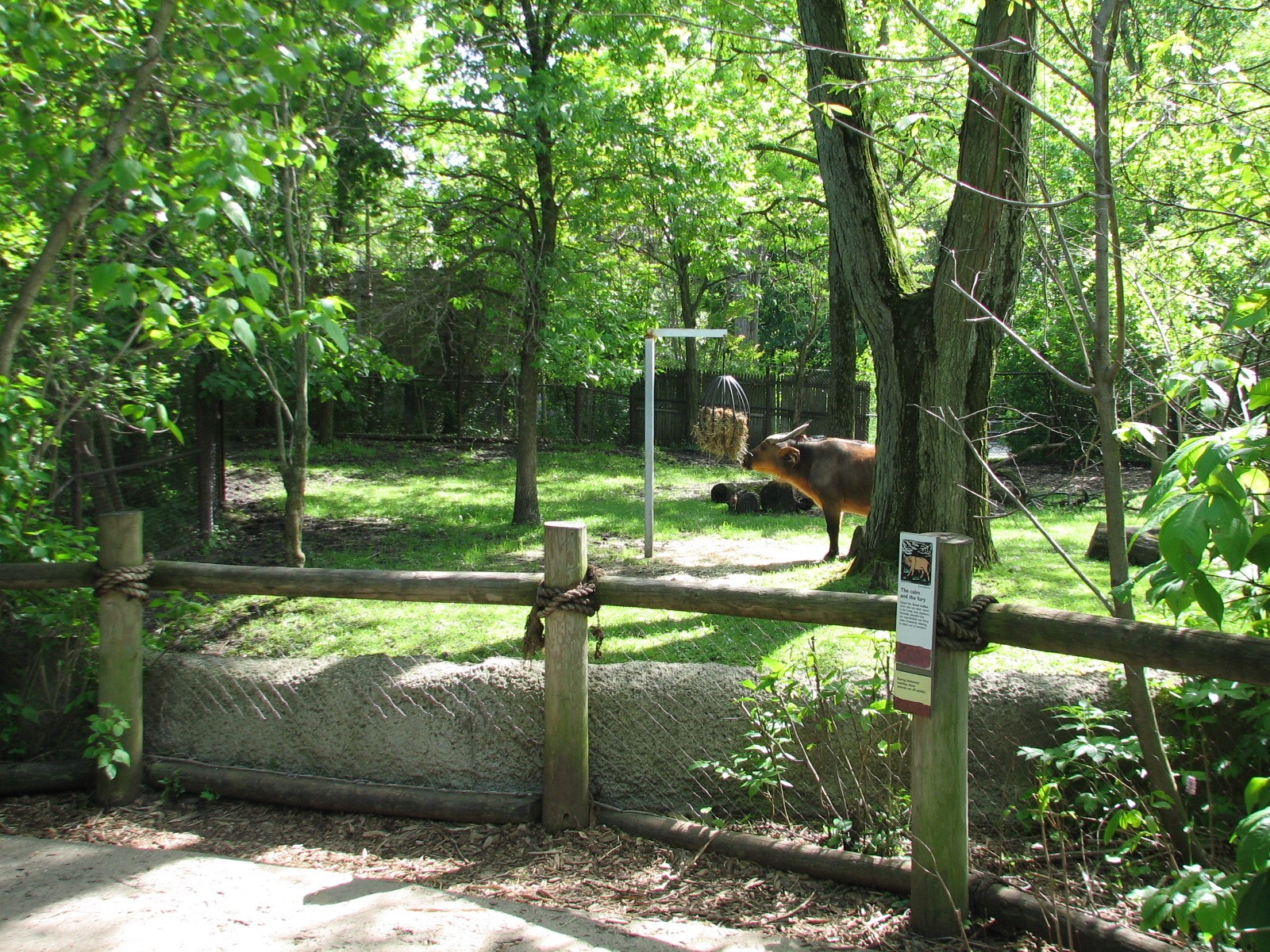 Habitat Africa! The Forest - Forest Buffalo Exhibit Viewing Area