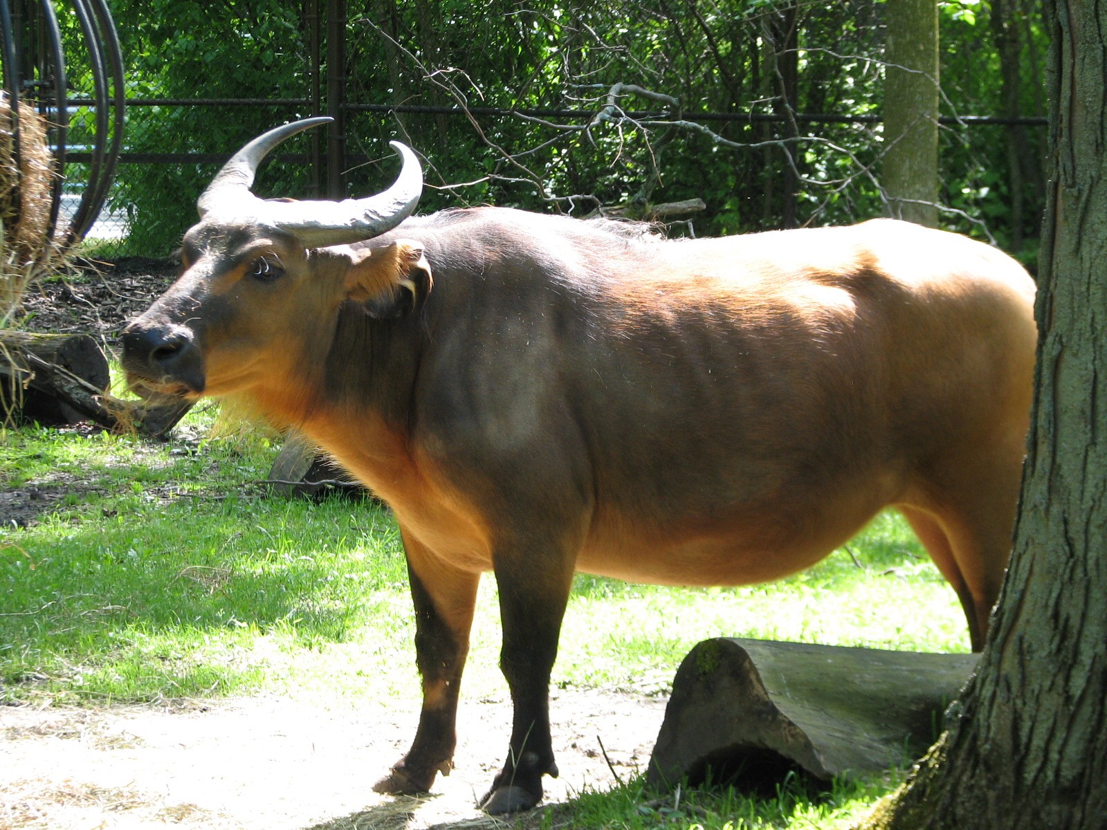 Habitat Africa! The Forest - Forest Buffalo