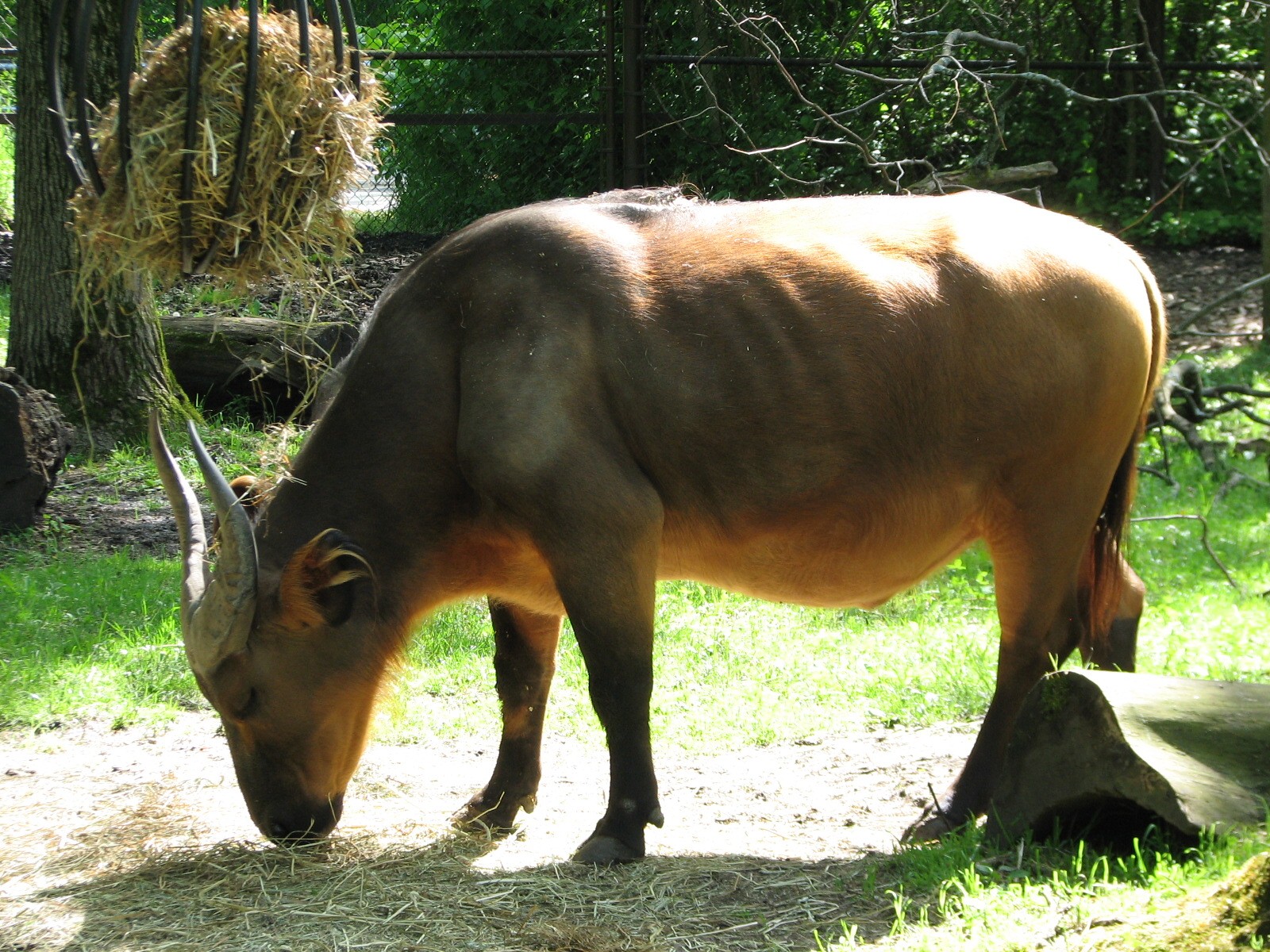 Habitat Africa! The Forest - Forest Buffalo
