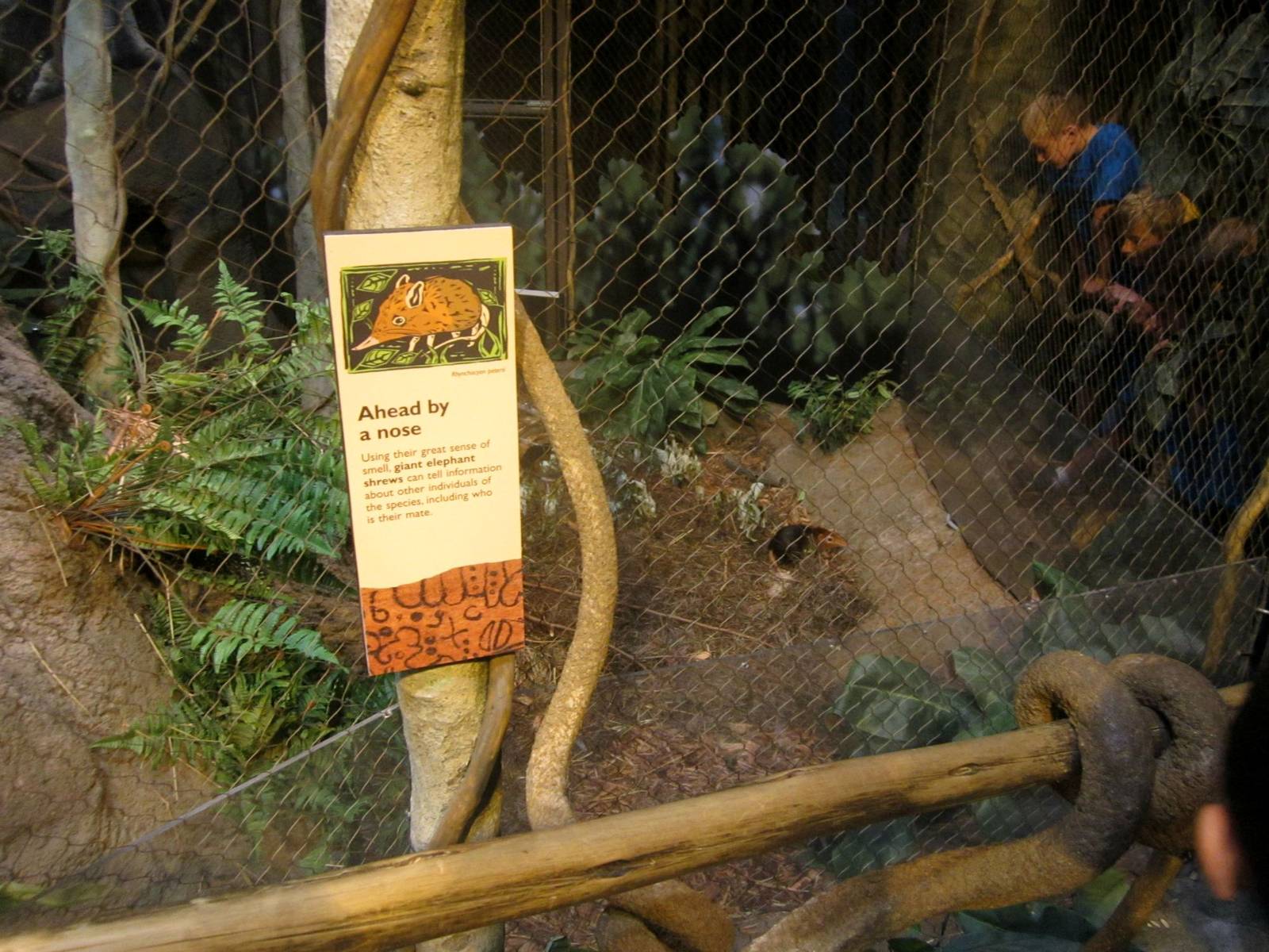 Habitat Africa! - The Forest - Giant Elephant Shrew Exhibit