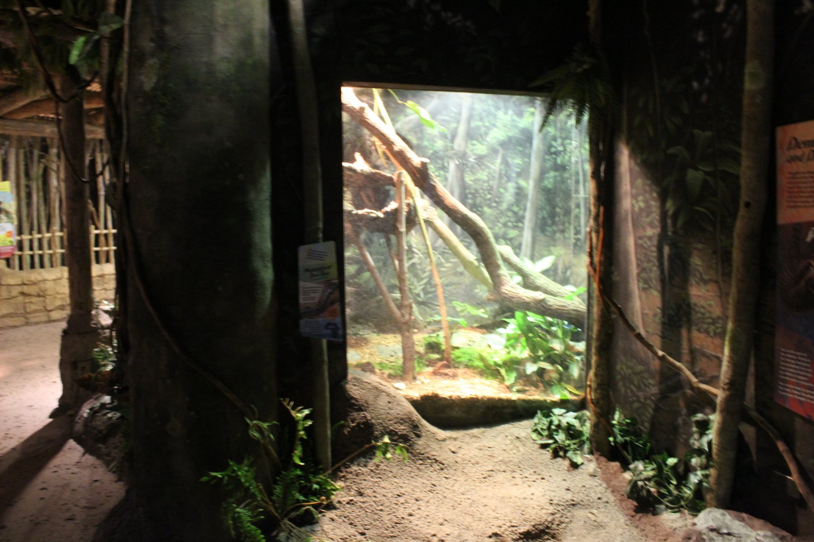 Habitat Africa: The Forest - Madagascar Tree Boa Exhibit