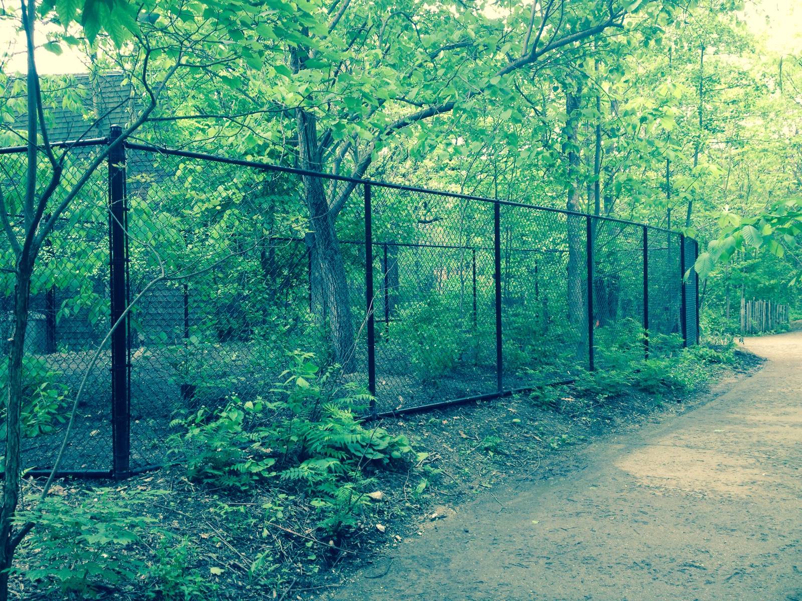Habitat Africa! The Forest. New duiker exhibit.
