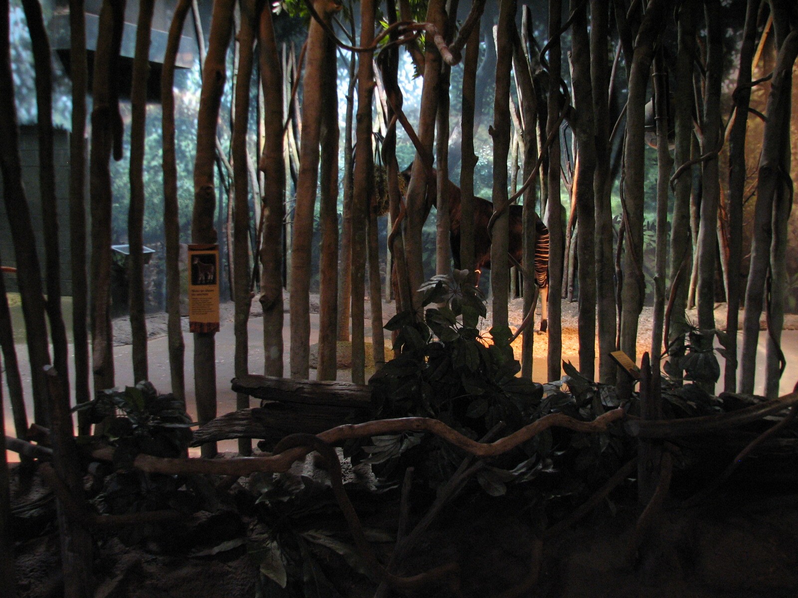 Habitat Africa! The Forest - Okapi Bedroom