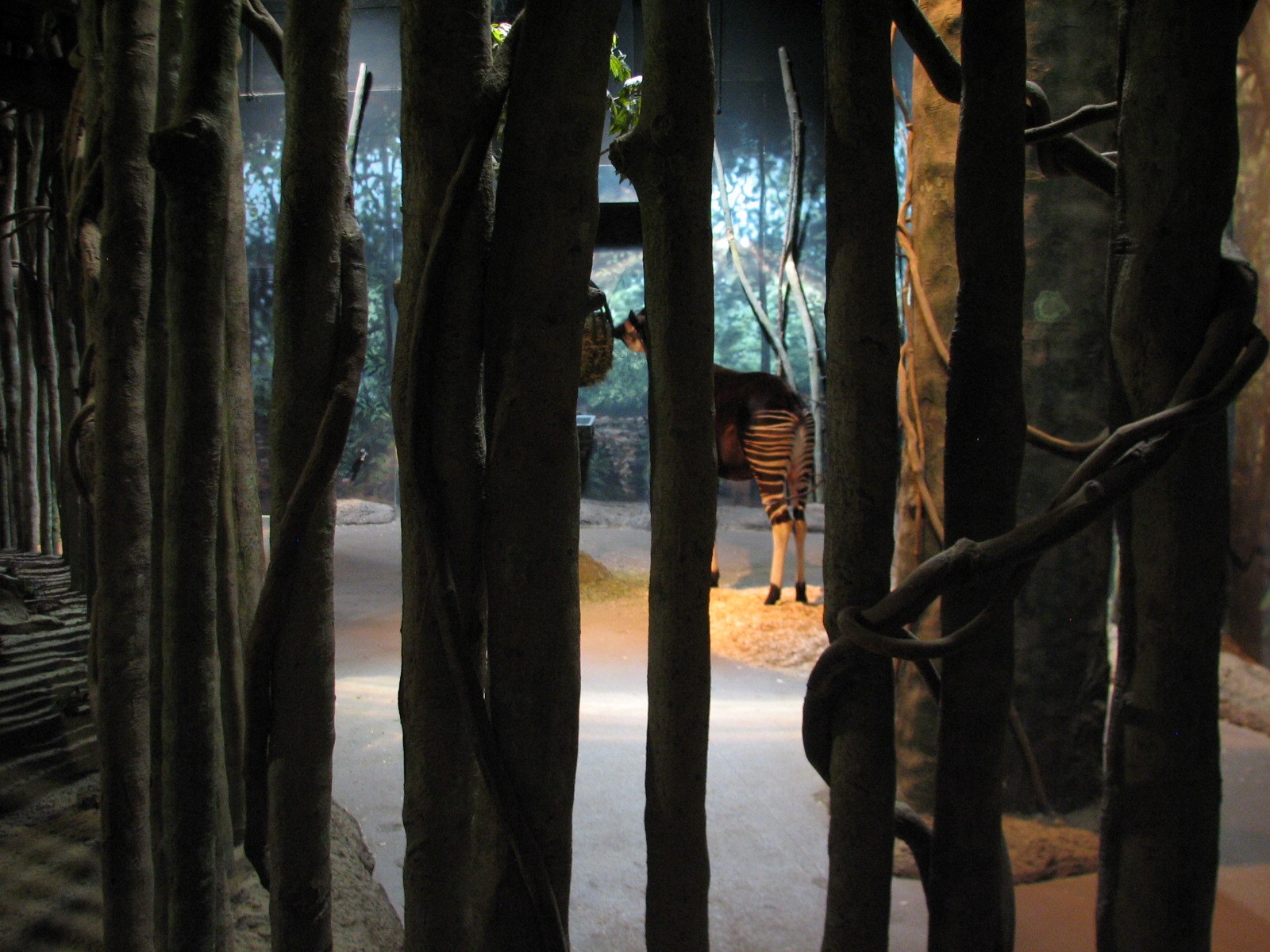 Habitat Africa! The Forest - Okapi Bedroom