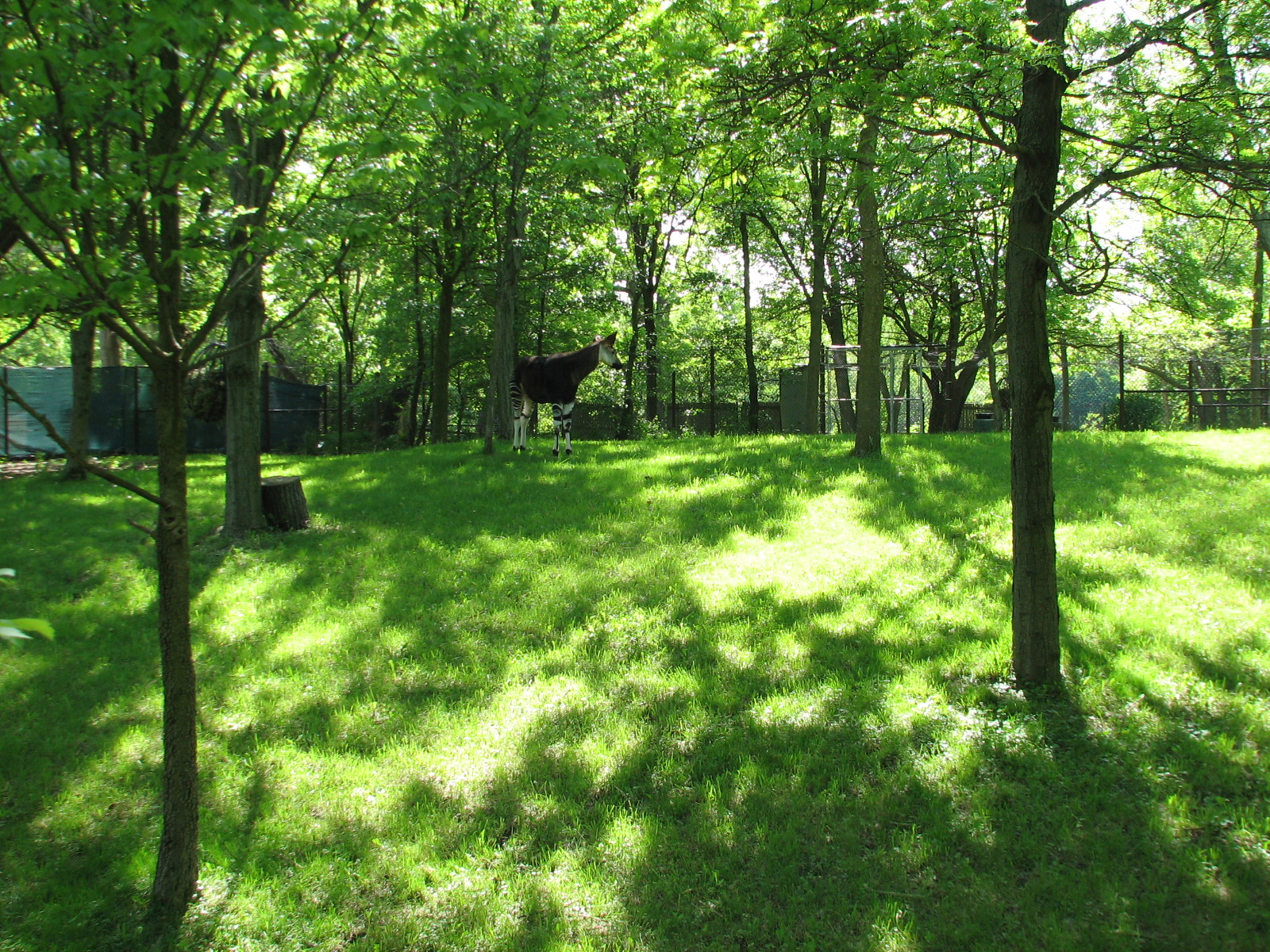 Habitat Africa! The Forest - Okapi Exhibit 1