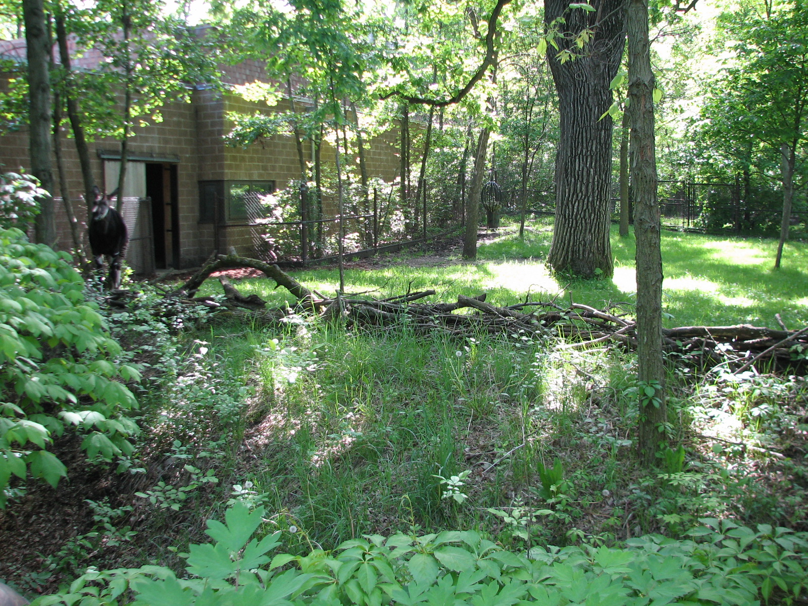 Habitat Africa! The Forest - Okapi Exhibit 2