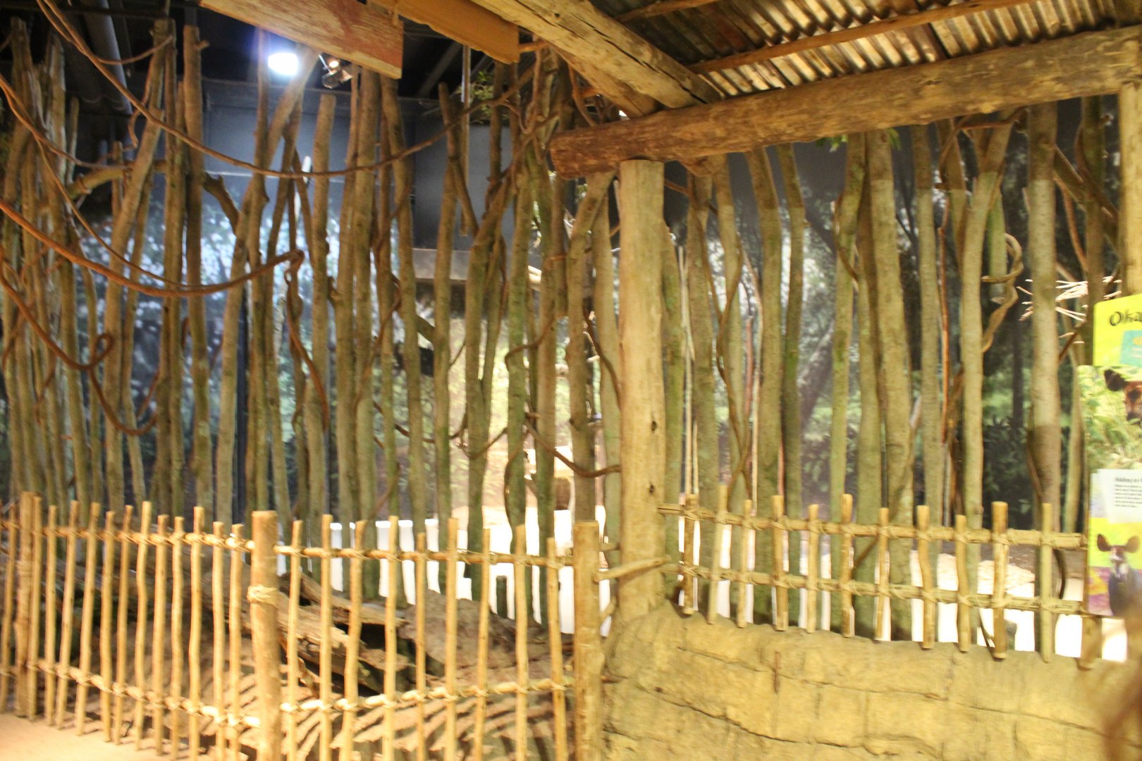 Habitat Africa: The Forest - Okapi Indoor Exhibit