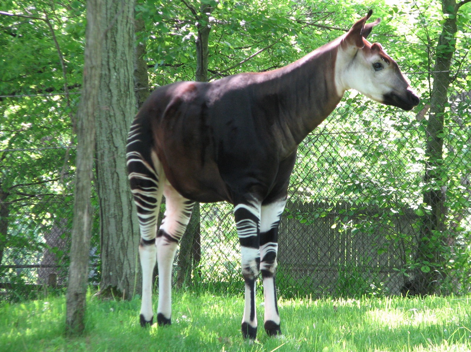 Habitat Africa! The Forest - Okapi