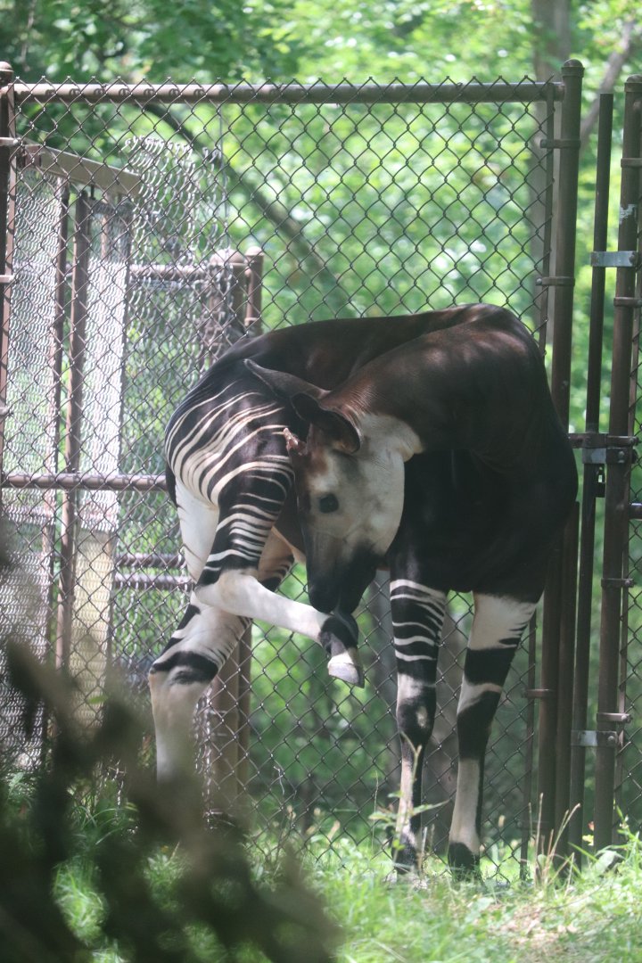 Habitat Africa! The Forest - Okapi