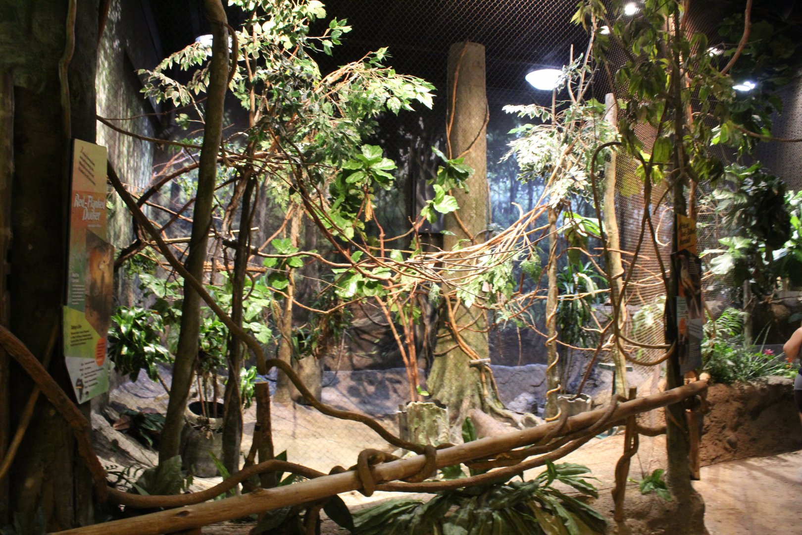 Habitat Africa: The Forest - Red Flanked Duiker (Winter Only) and Red-Billed Hornbill Exhibit