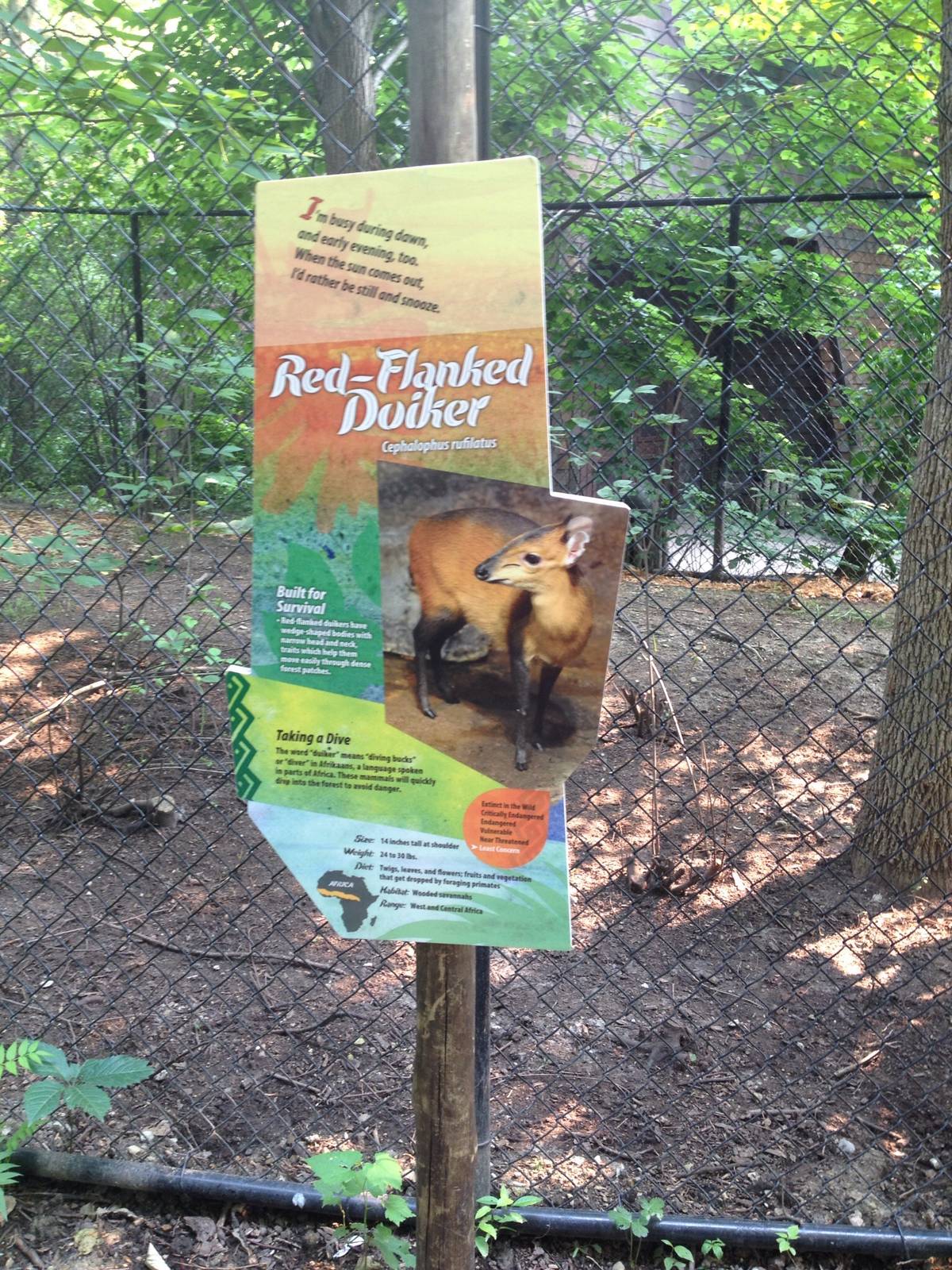 Habitat Africa! The Forest! Red-Flanked Duiker