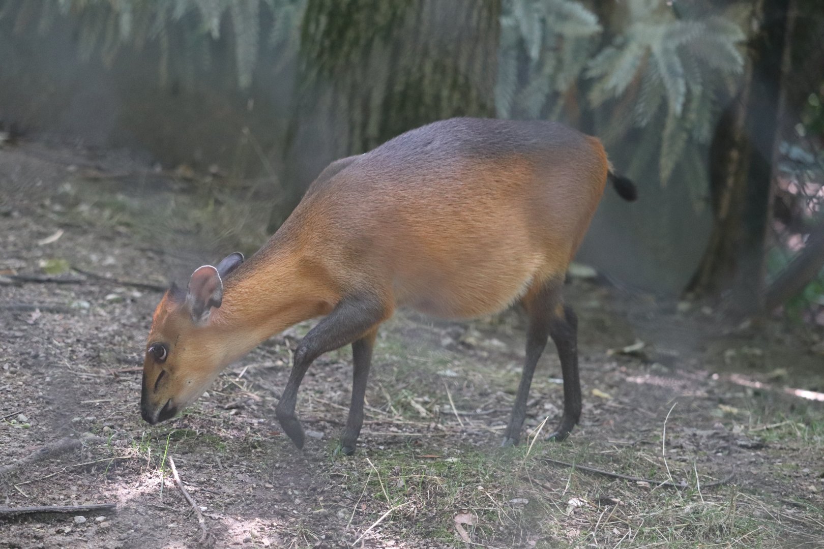 Habitat Africa! The Forest - Red-Flanked Duiker
