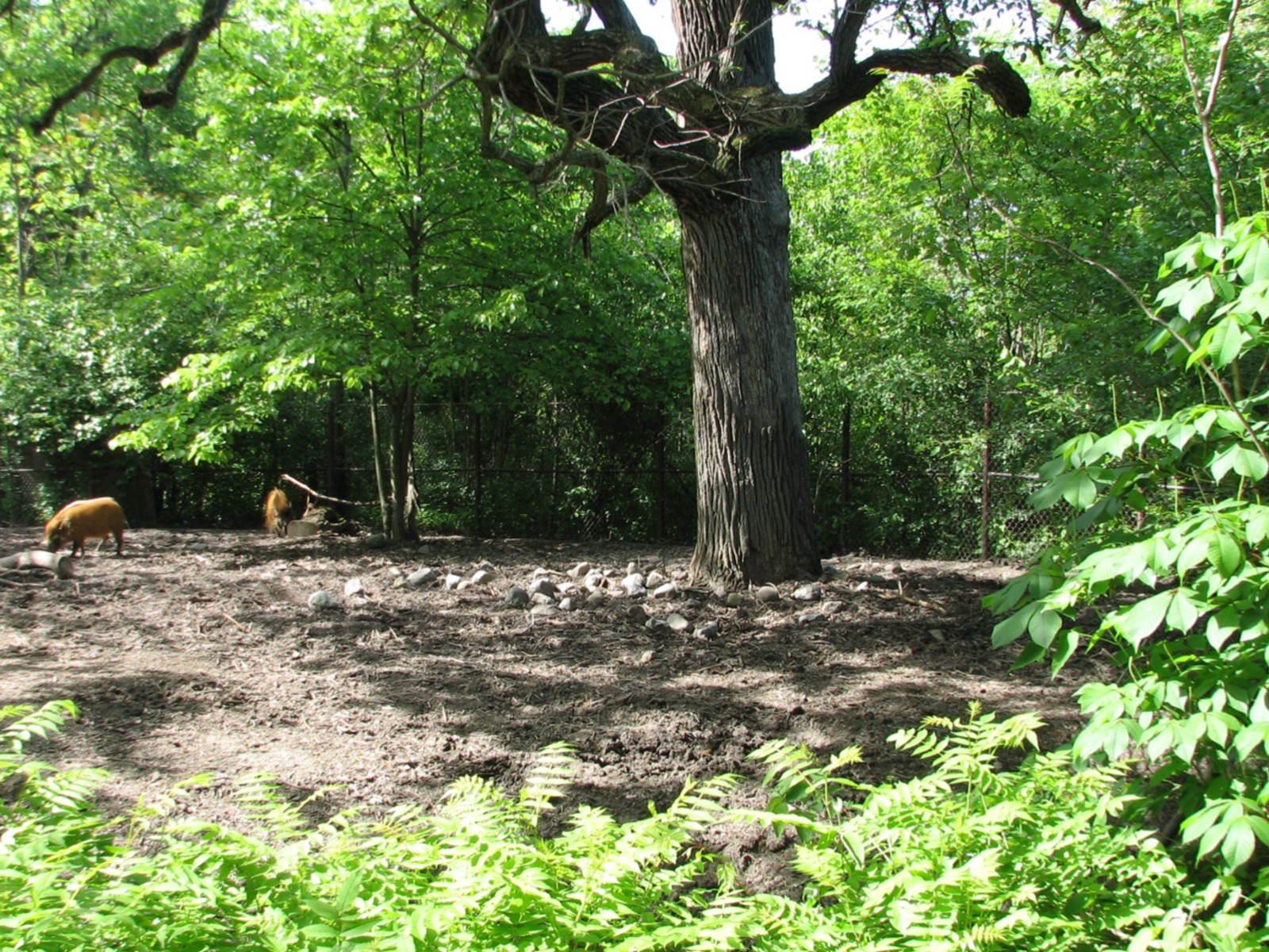 Habitat Africa! The Forest - Red River Hog Exhibit