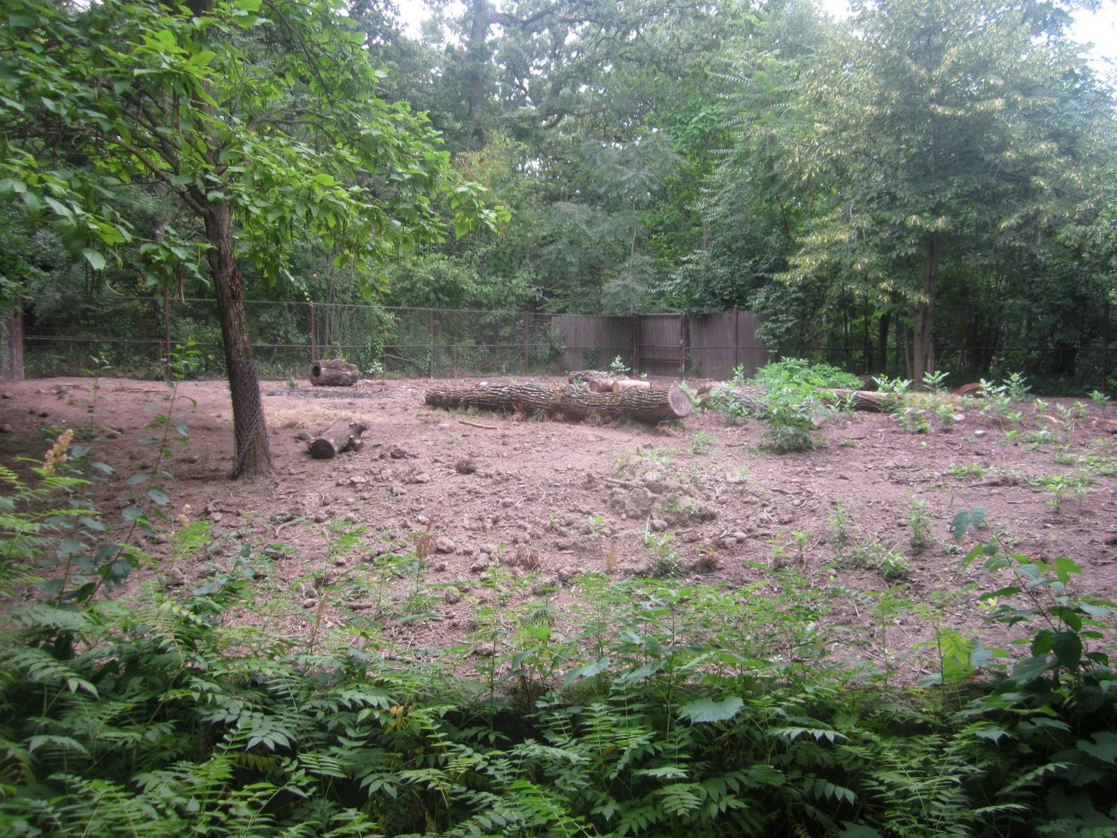 Habitat Africa! The Forest - Red River Hog Exhibit