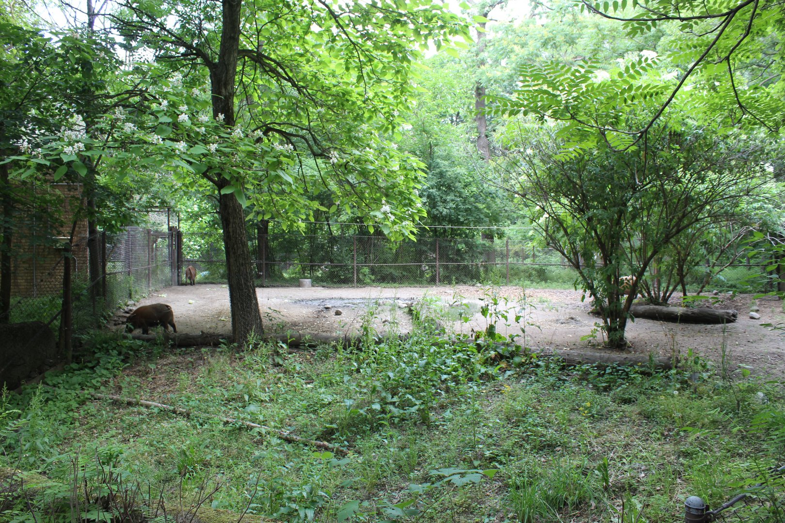 Habitat Africa: The Forest - Red River Hog Exhibit