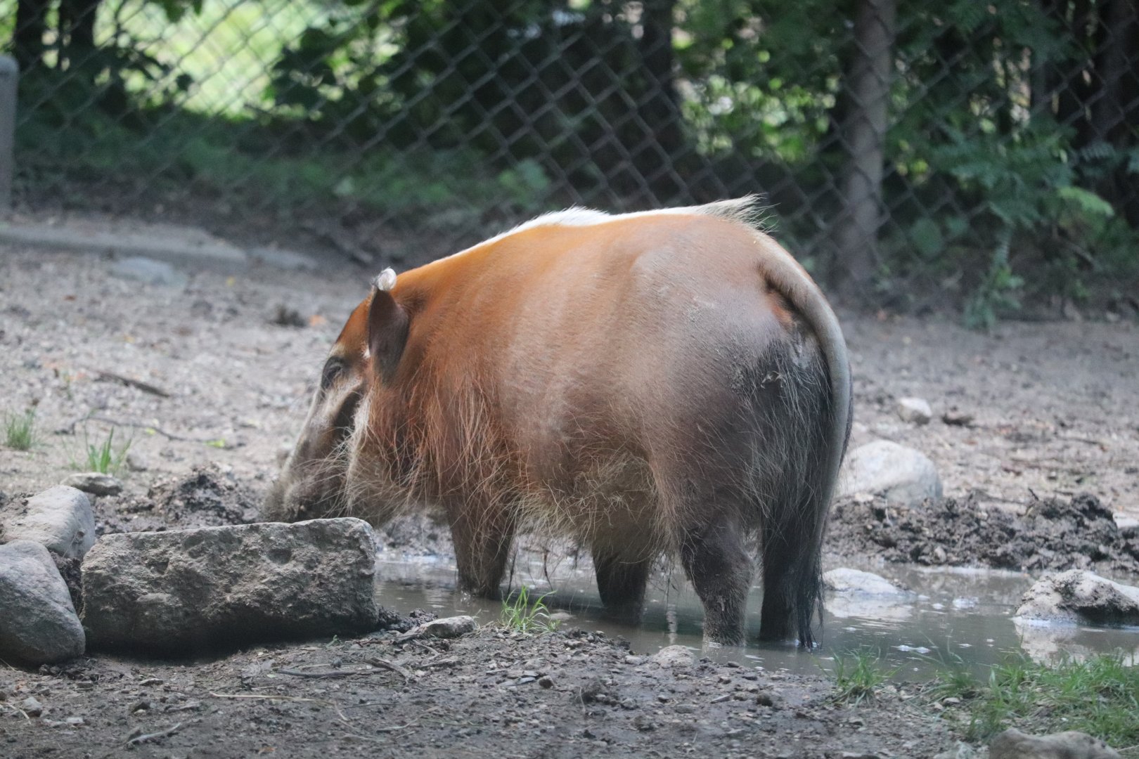 Habitat Africa! The Forest - Red River Hog