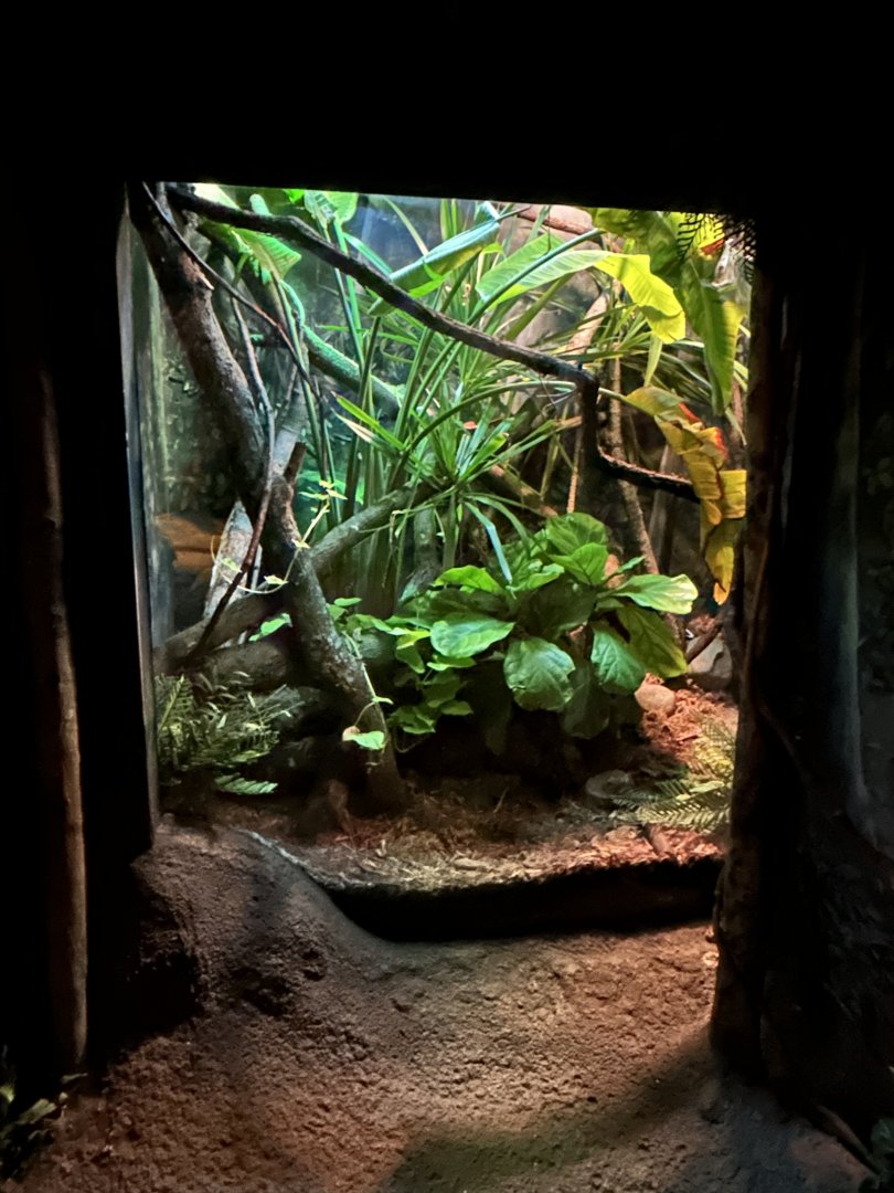 Habitat Africa! The Forest- revamped Dumeril’s Boa exhibit