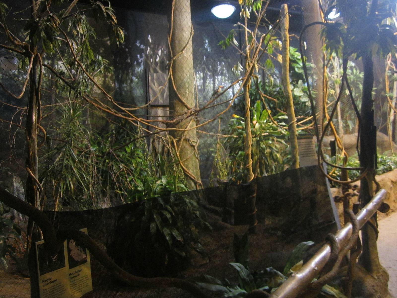 Habitat Africa! The Forest - Royal Antelope + Red-billed Hornbill Exhibit