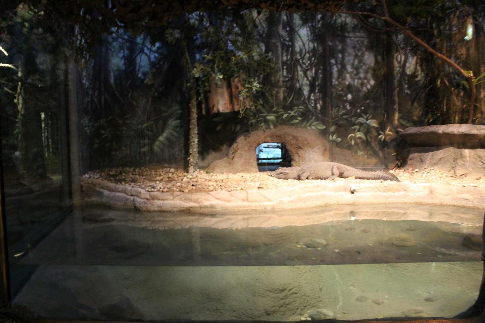 Habitat Africa: The Forest - West African Dwarf Crocodile Exhibit