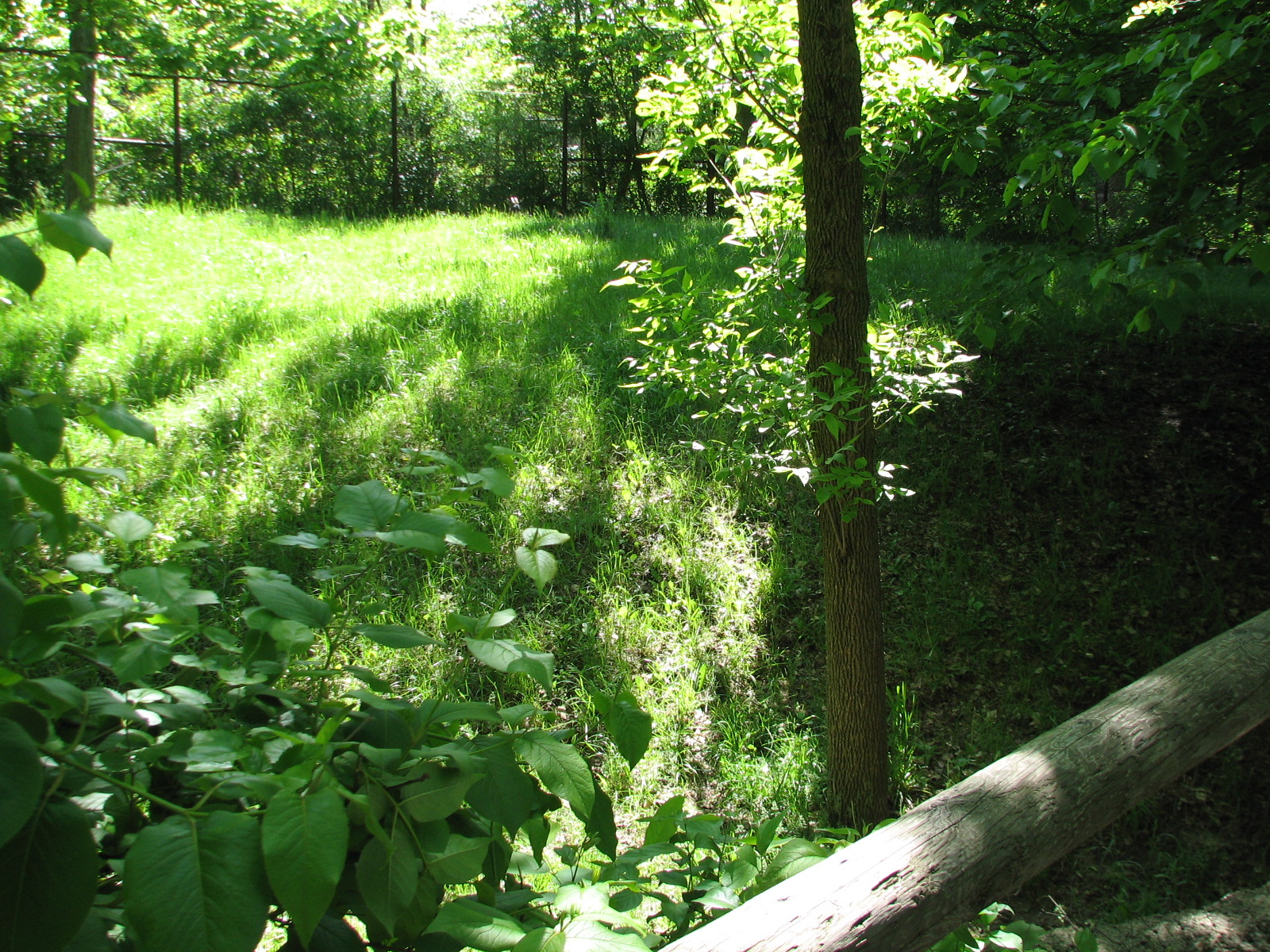 Habitat Africa! The Forest - Yellow-backed Duiker Exhibit