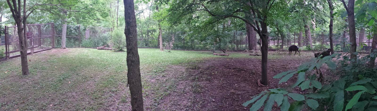 Habitat Africa! The Forest - Yellow-backed Duiker Exhibit