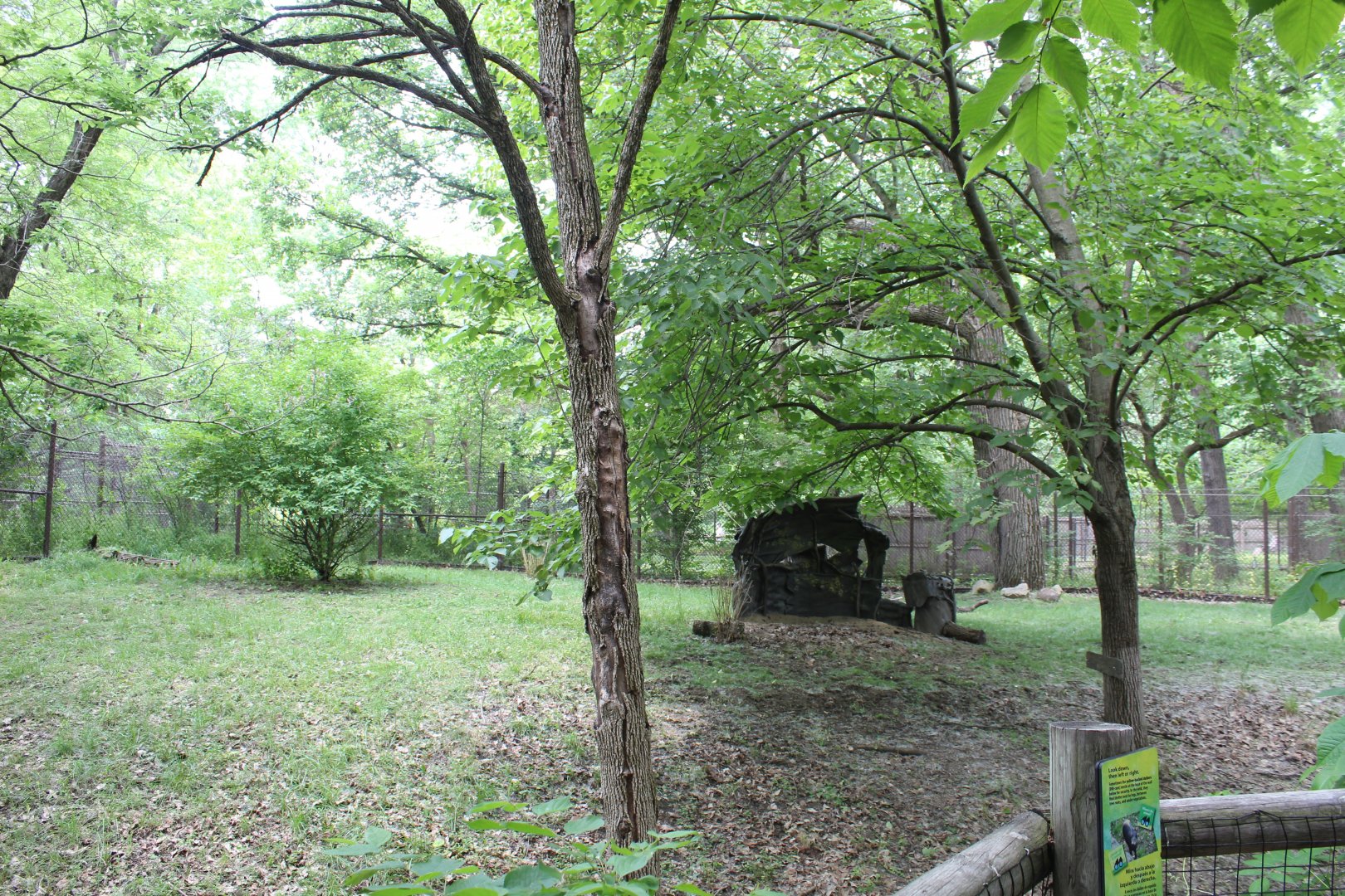 Habitat Africa: The Forest - Yellow-Backed Duiker Exhibit