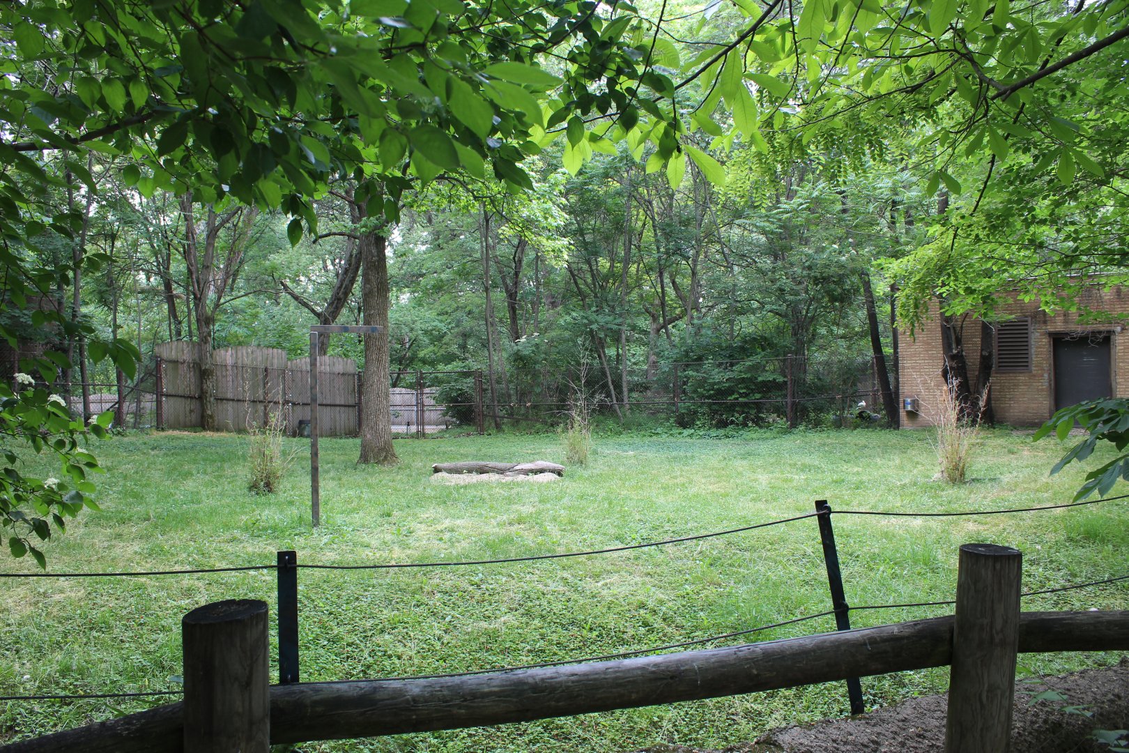 Habitat Africa: The Forest - Yellow-Backed Duiker Exhibit