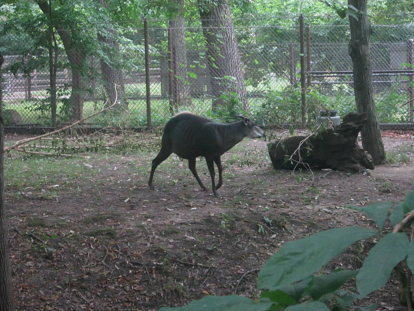 Habitat Africa! - The Forest - Yellow-backed Duiker