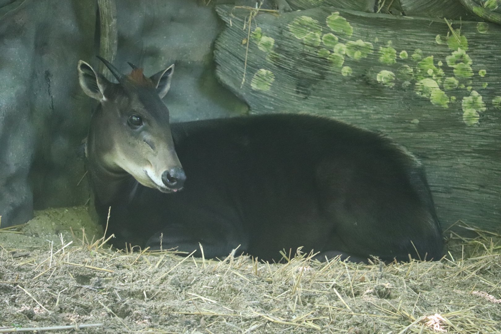 Habitat Africa! The Forest - Yellow-Backed Duiker