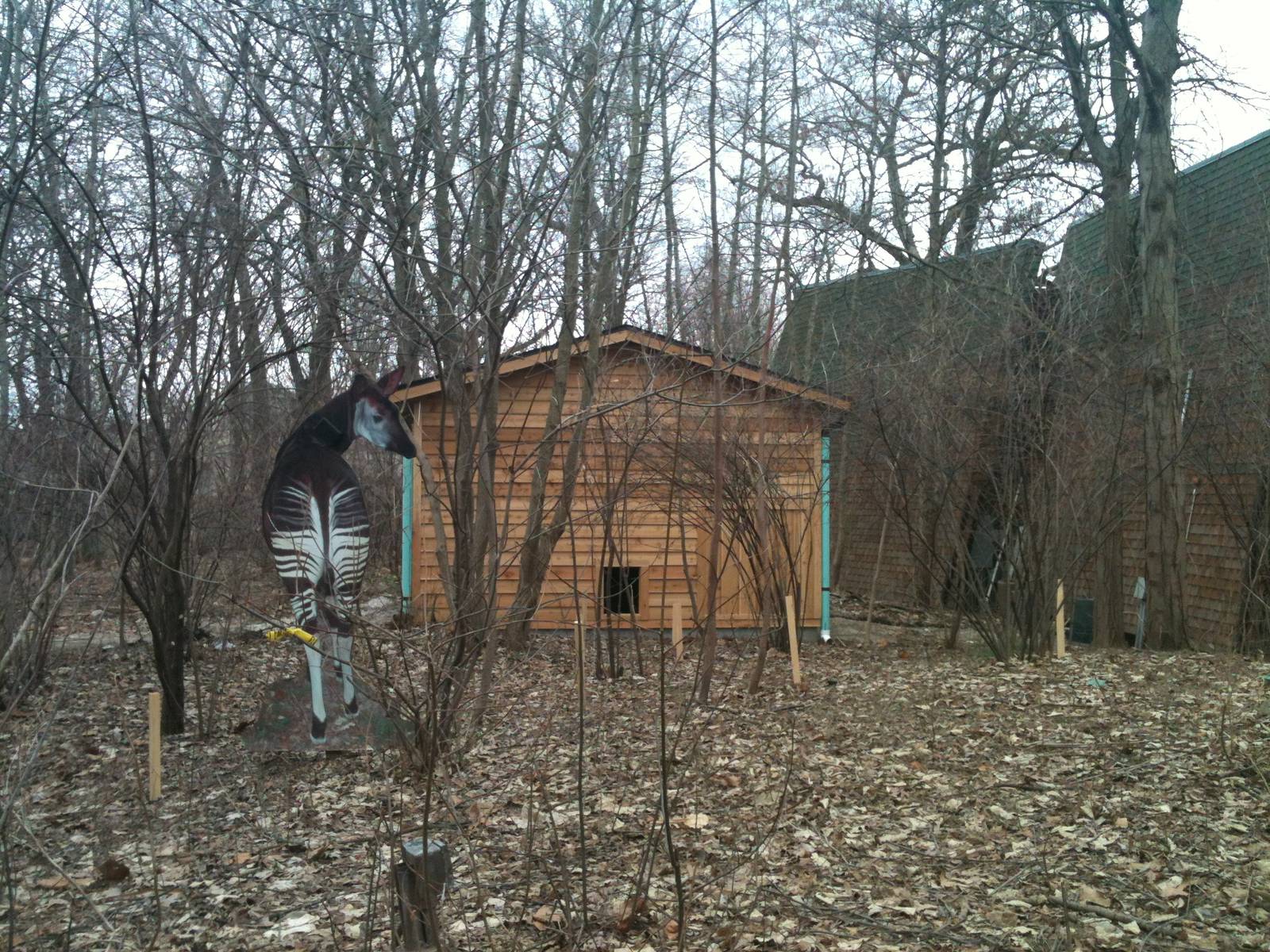 Habitat Africa! The Forest!