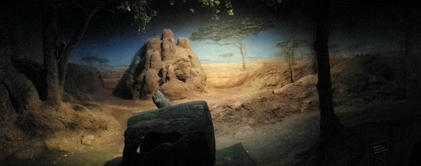 Habitat Africa! - The Savanna - Indoor Aardvark Exhibit