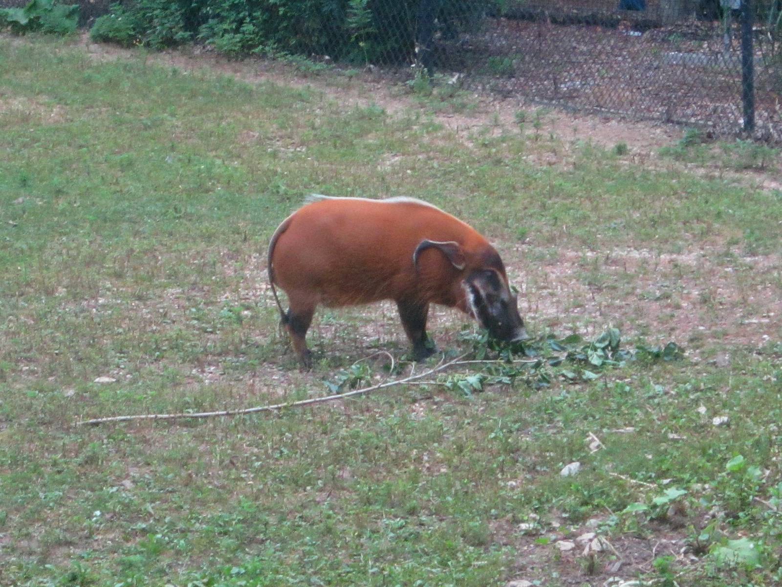 Habitat Africa! The Savanna - Red River Hog