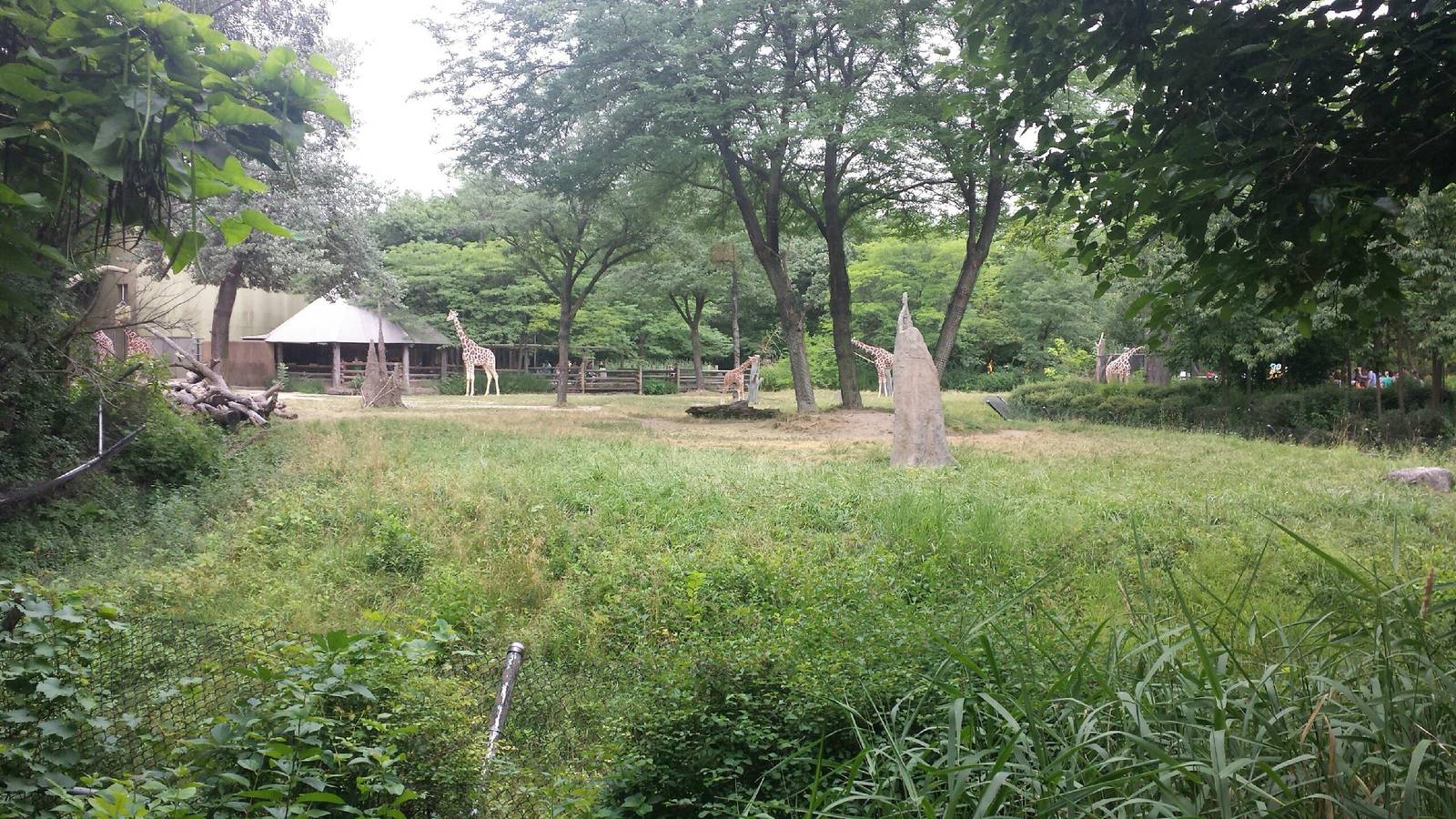 Habitat Africa! - The Savanna - Reticulated Giraffe Exhibit