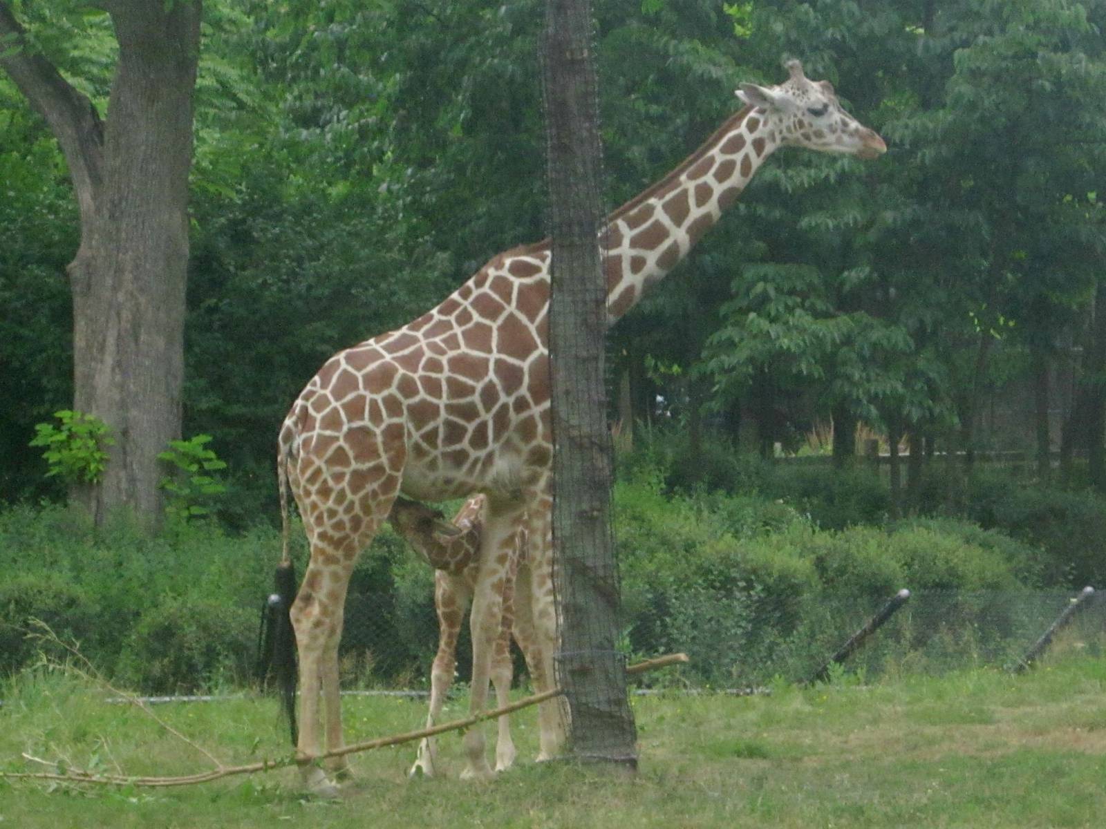 Habitat Africa! The Savanna - Reticulated Giraffes