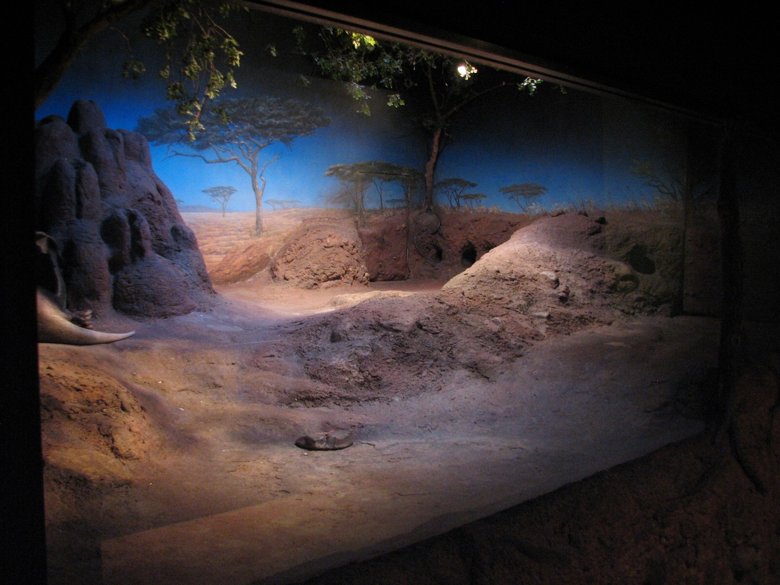 Habitat Africa! The Savannah - Aardvark Exhibit