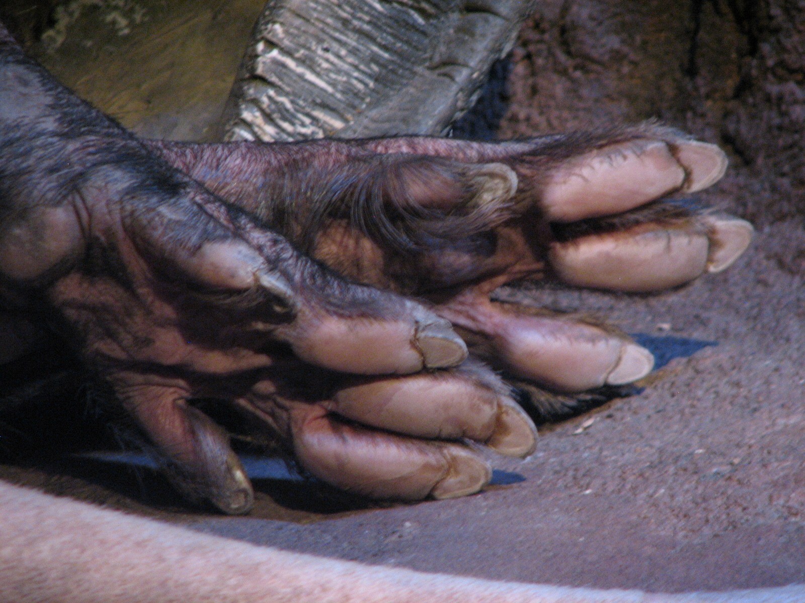 Habitat Africa! The Savannah - Aardvark Feet