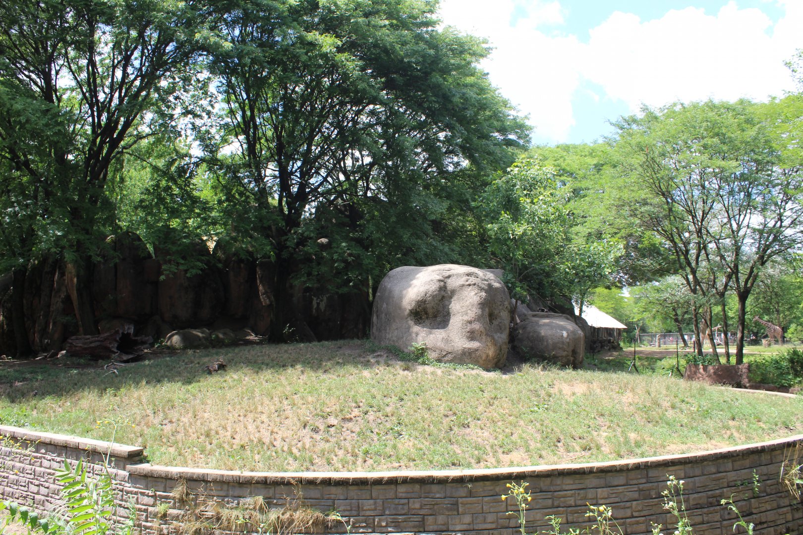 Habitat Africa: The Savannah - African Painted Dog Exhibit