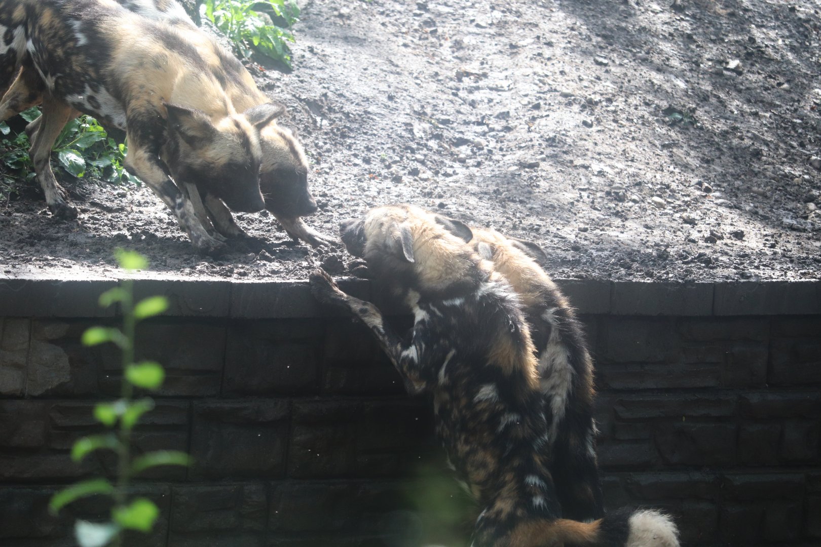Habitat Africa! The Savannah - African Painted Dog