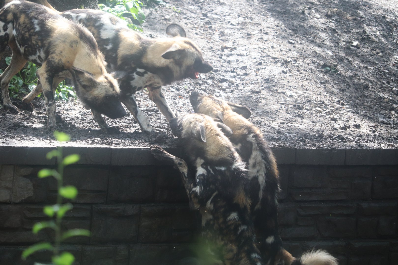 Habitat Africa! The Savannah - African Painted Dog